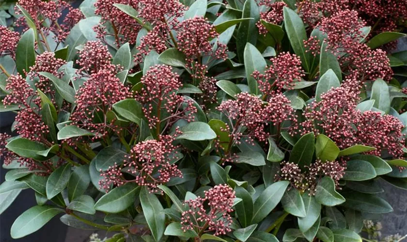 Skimmia japonica, rot