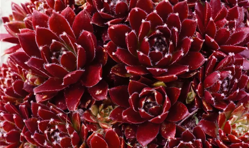 Garten-Hauswurz 'Pickwick'