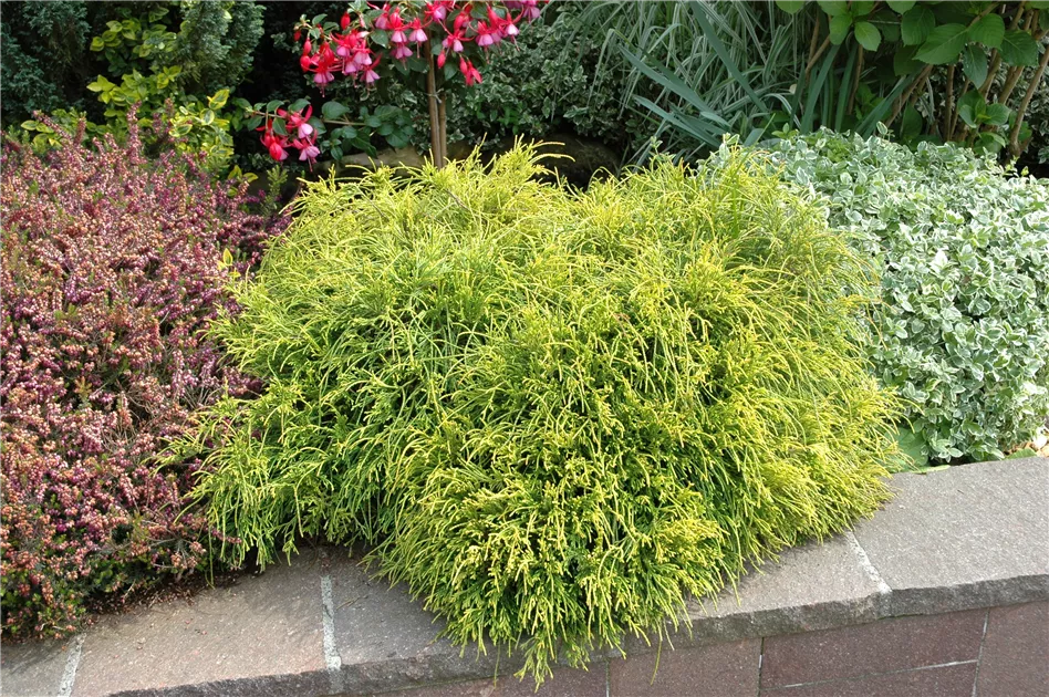 Thuja plicata 'Whipcord' Pflanze, Pflege & Tipps  Floragard