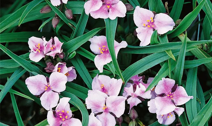 Tradescantia andersoniana, rosa