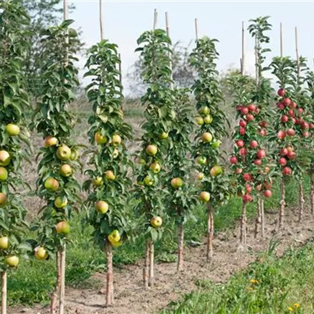 Säulenapfel