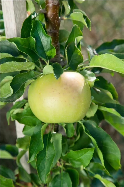 Sulenapfel Pflanze, Pflege & Tipps  Floragard