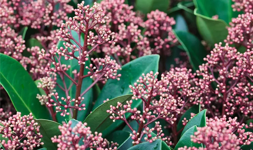 Skimmia japonica 'Rubinetta'