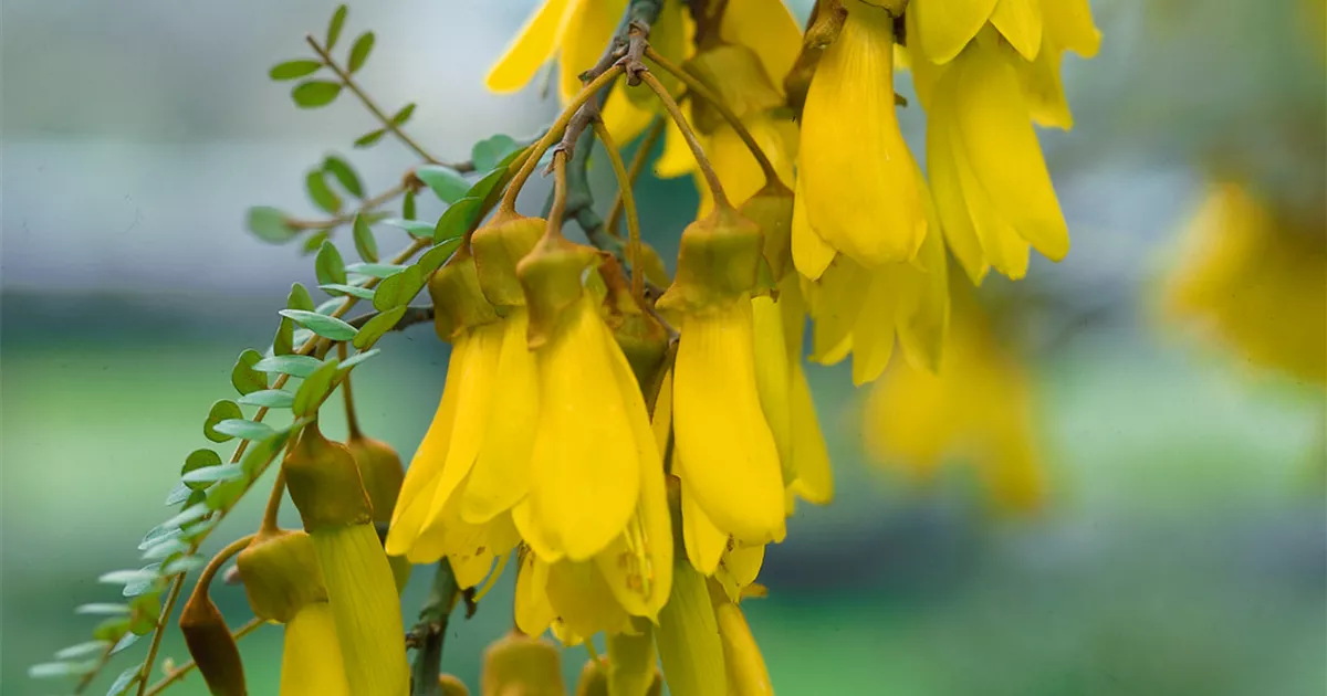 Sophora microphylla Pflanze, Pflege & Tipps Floragard