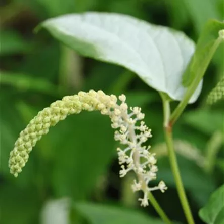 Asiatischer Molchschwanz Asiatischer Molchschwanz