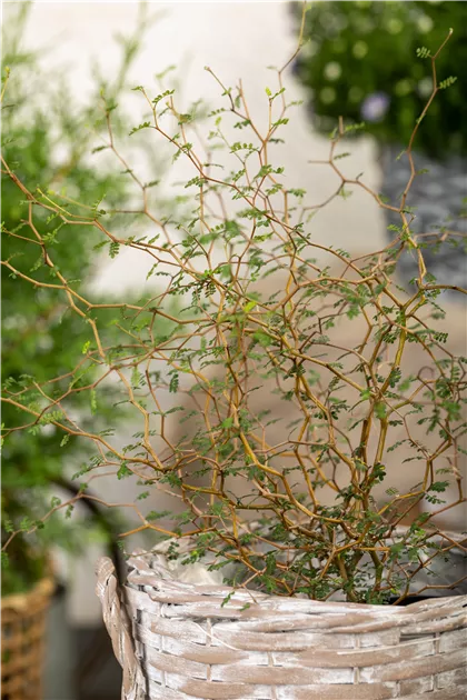 Schnurbaum 'Little Baby' Pflanze, Pflege & Tipps  Floragard