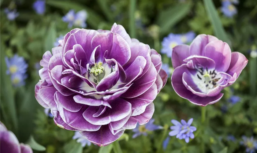 Tulpe 'Blue Diamond'