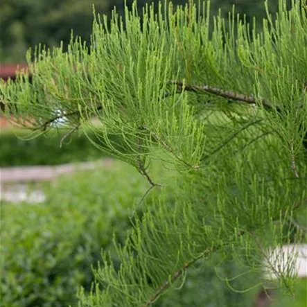 Aufrechte Sumpfzypresse Aufrechte Sumpfzypresse