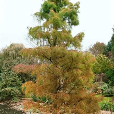 Aufrechte Sumpfzypresse 'Debonair'® Aufrechte Sumpfzypresse 'Debonair'®