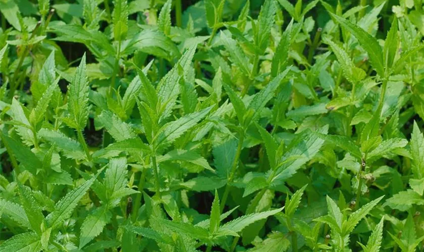 Stachys palustris