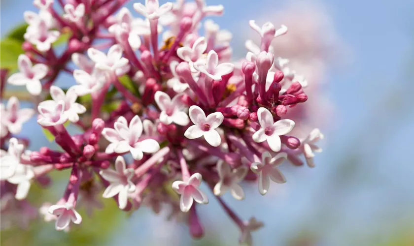 Syringa microphylla 'Superba'