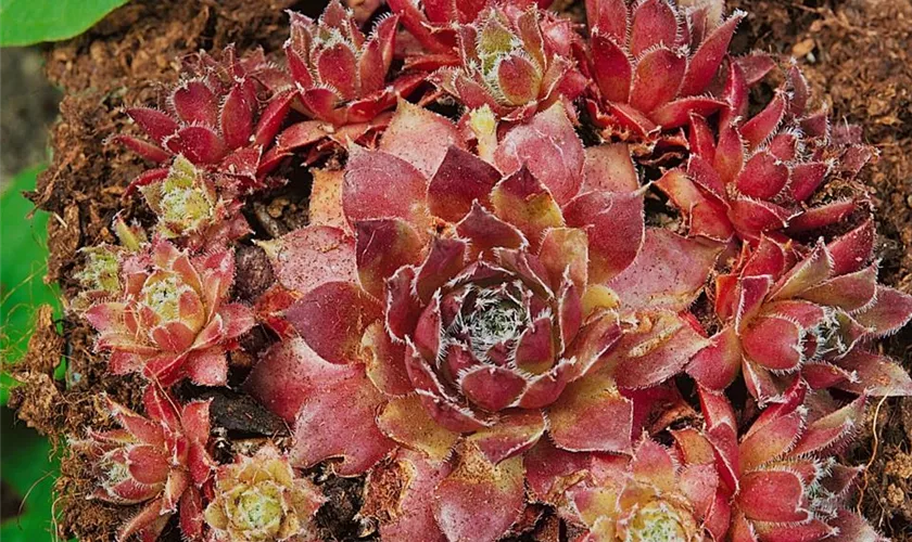 Sempervivum marmoreum 'Pilatus'