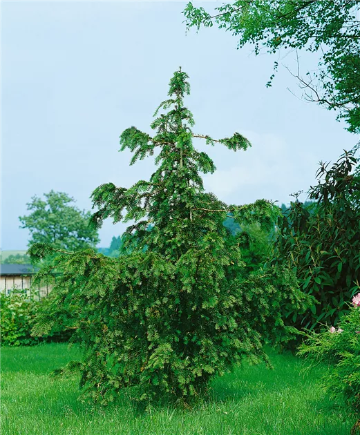 thuja brabant samen Thuja occidentalis 'Smaragd' Konifere (Lebensbaum) | 125-150 cm Im Topf main image 0