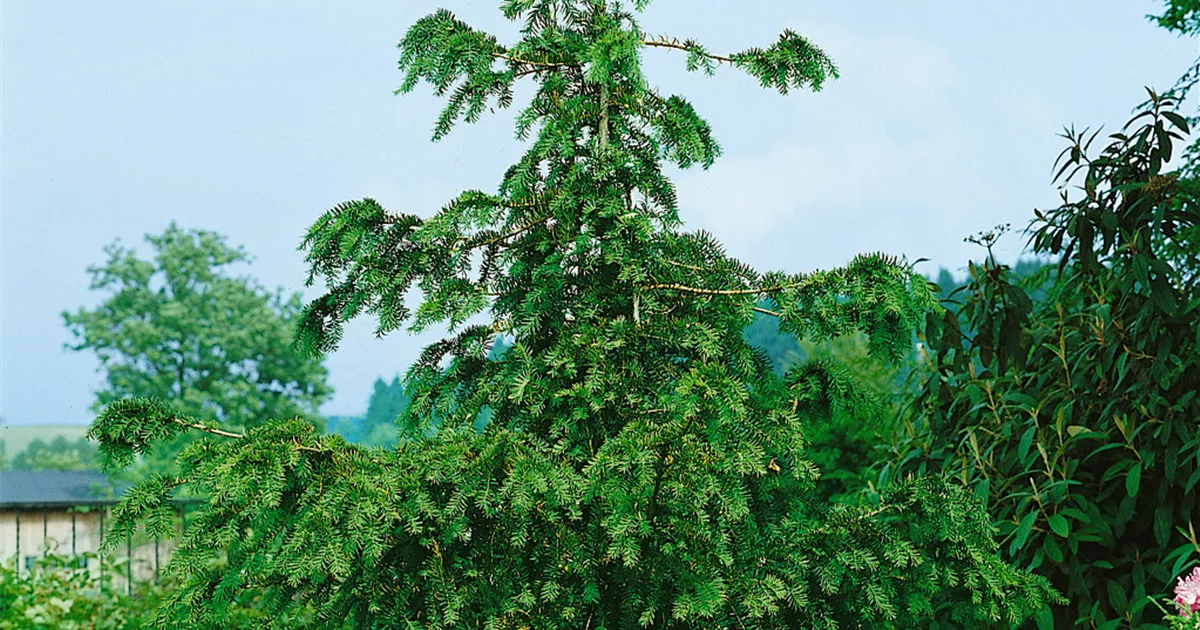 thuja occidentalis extract Herb Pharm Thuja