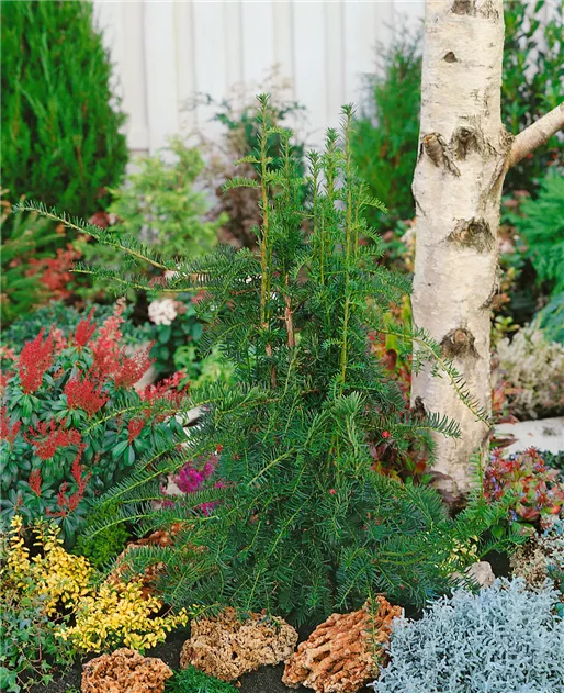 Taxus baccata 'Dovastoniana' Pflanze, Pflege & Tipps  Floragard