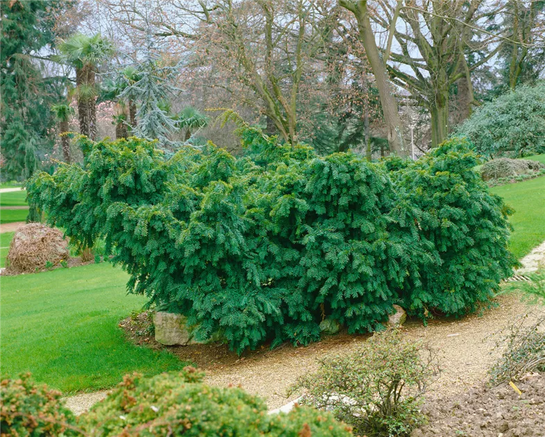 conifeer thuja Thuja occidentalis Smaragd Levensboom Conifeer kluit Okt-april –  Tuinplantkopen main image 1