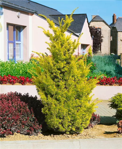 thuja smaragd 1 50 m Thuja 