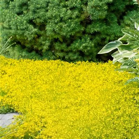 Sedum acre