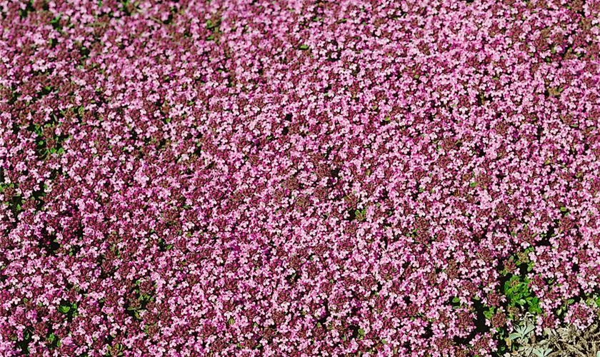 Thymus serpyllum 'Pink Chintz'
