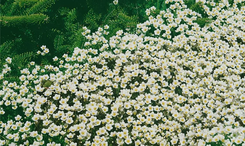 Saxifraga x arendsii 'White Star'