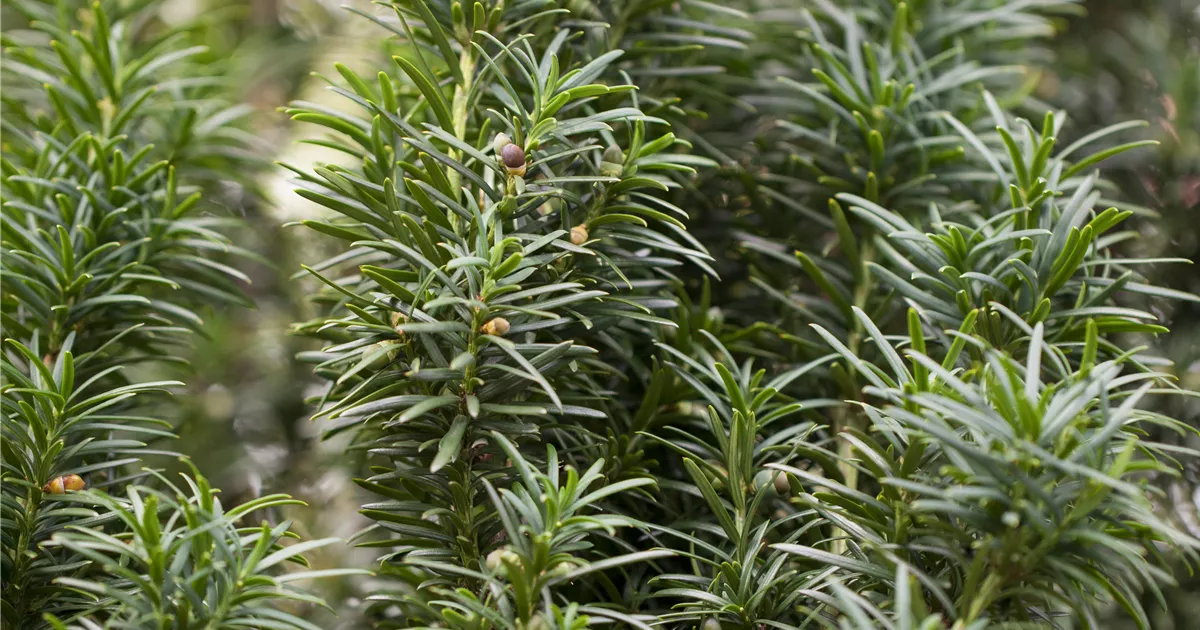 Taxus baccata 'Fastigiata' Pflanze, Pflege & Tipps  Floragard