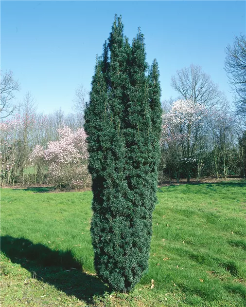 Taxus baccata 'Fastigiata' Pflanze, Pflege & Tipps  Floragard