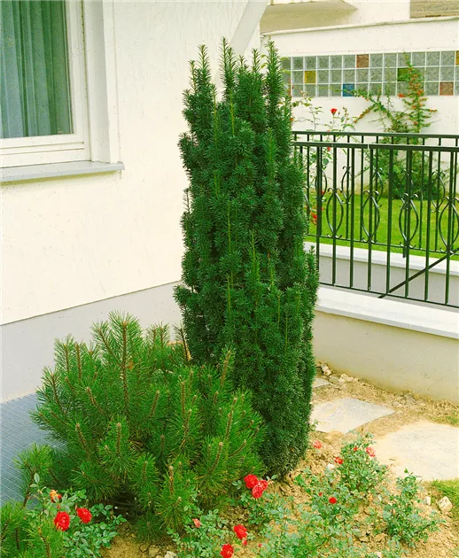 unterschied zwischen thuja smaragd und brabant Thuja Smaragd kaufen – schmale Hecke main image 0