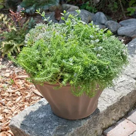 Scharfer Garten-Mauerpfeffer 'Minor'