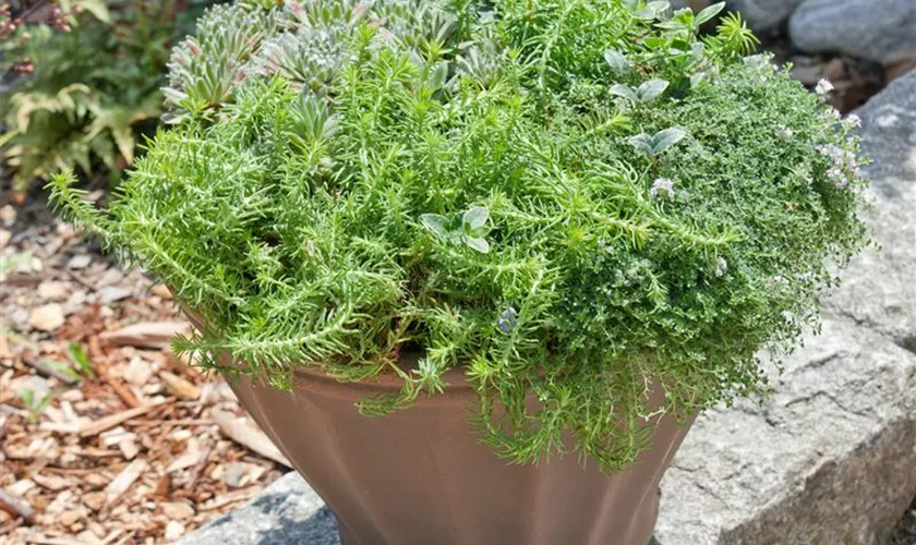 Sedum acre 'Minor'