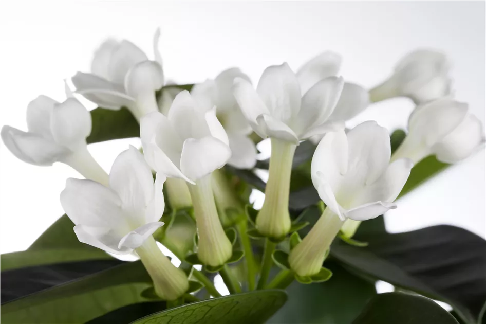 Kranzschlinge Pflanze, Pflege & Tipps  Floragard