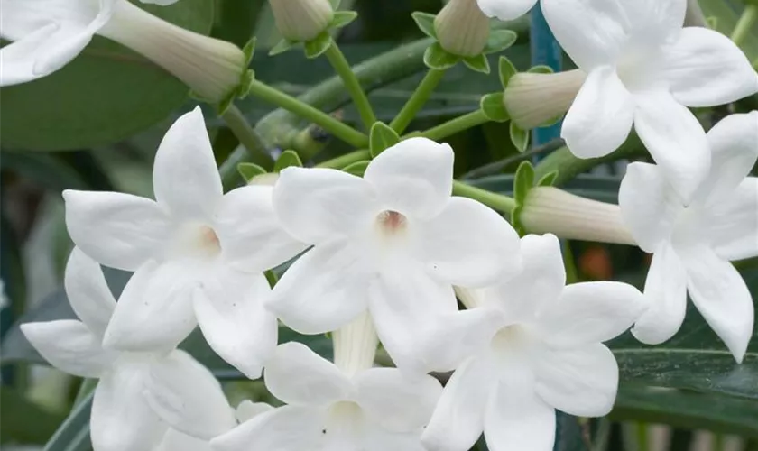 Stephanotis floribunda 'Fleur Parfume'