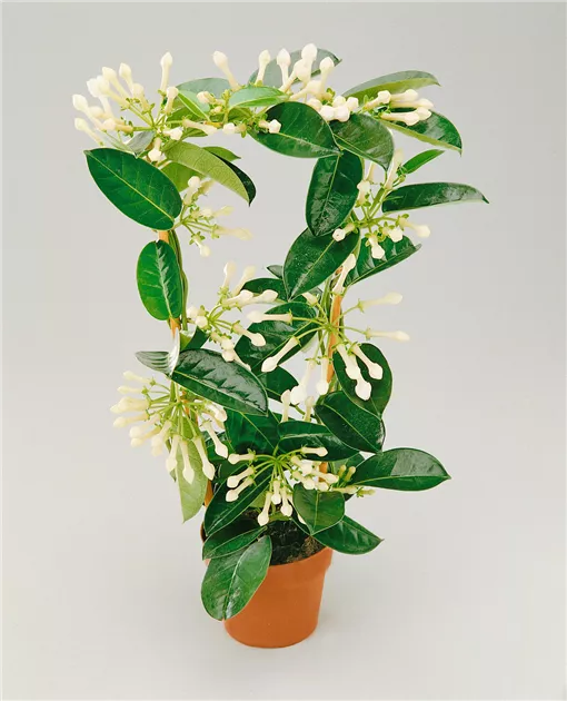 Kranzschlinge Pflanze, Pflege & Tipps  Floragard