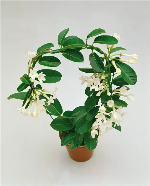 Kranzschlinge Pflanze, Pflege & Tipps  Floragard