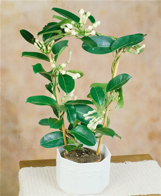 was kostet ein weihnachtsstern Große Weihnachtssternblume (Poinsettia) kaufen main image 0