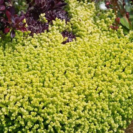 Sedum acre 'Yellow Queen'
