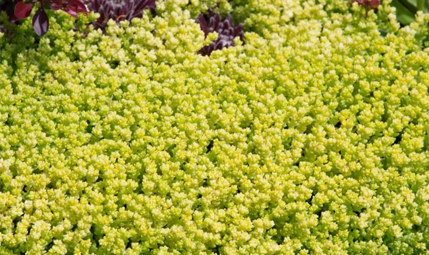 Scharfer Garten-Mauerpfeffer 'Yellow Queen'