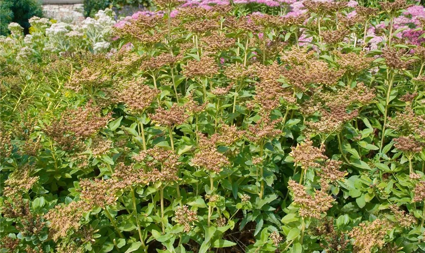 Sedum aizoon