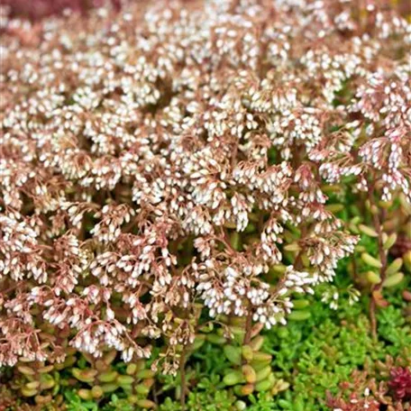 Bräunlicher Garten-Mauerpfeffer 'Laconicum'