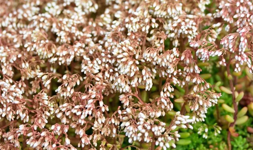 Sedum album 'Laconicum'