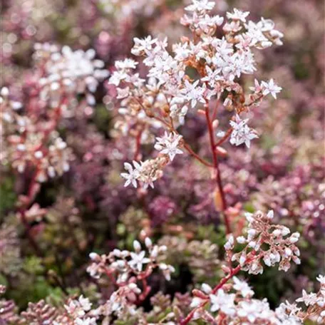 Garten-Rotmoos-Mauerpfeffer 'Murale'