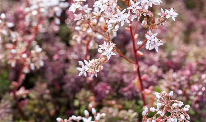 Sedum album 'Murale'