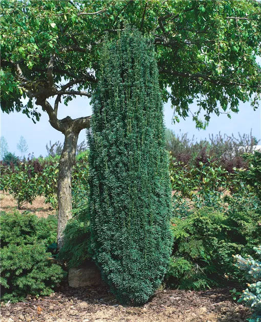 boiron thuja occidentalis Candida Albicans 30C, Boiron  Natural Healthy Concepts