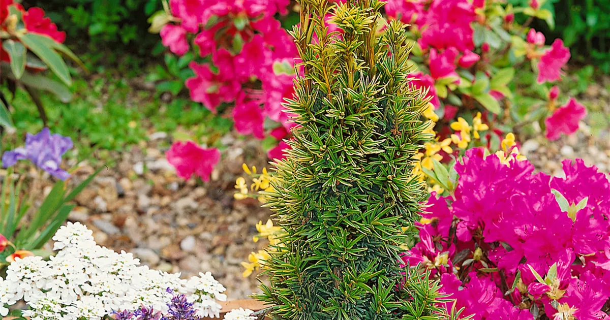 Taxus baccata 'Nana' Pflanze, Pflege & Tipps  Floragard