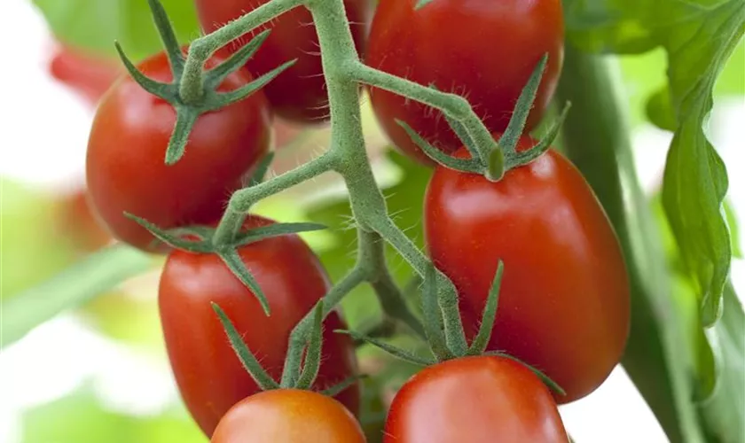 Solanum lycopersicum 'Baumtomate'