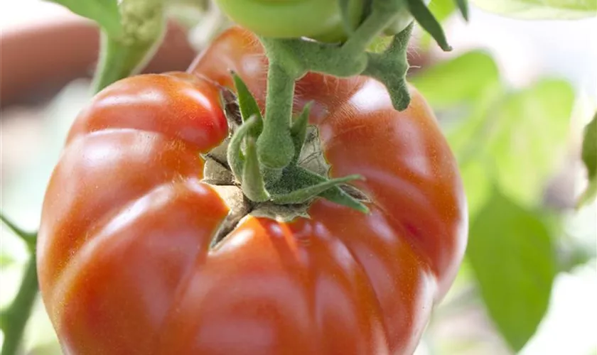 Solanum lycopersicum 'Belmonte'