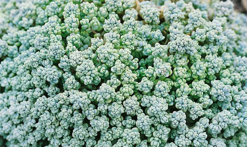 Sedum brevifolium