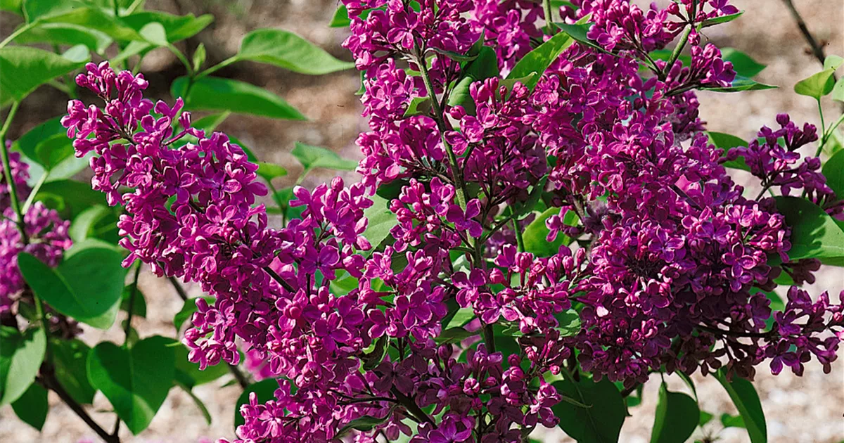Garten-Flieder Pflanze, Pflege & Tipps  Floragard