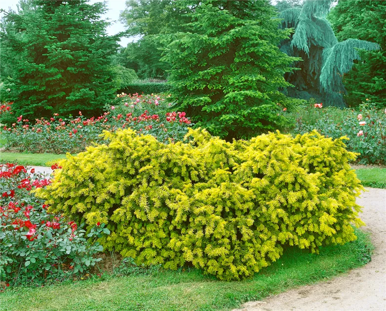 Eibe 'Repandens Aurea' Pflanze, Pflege & Tipps  Floragard
