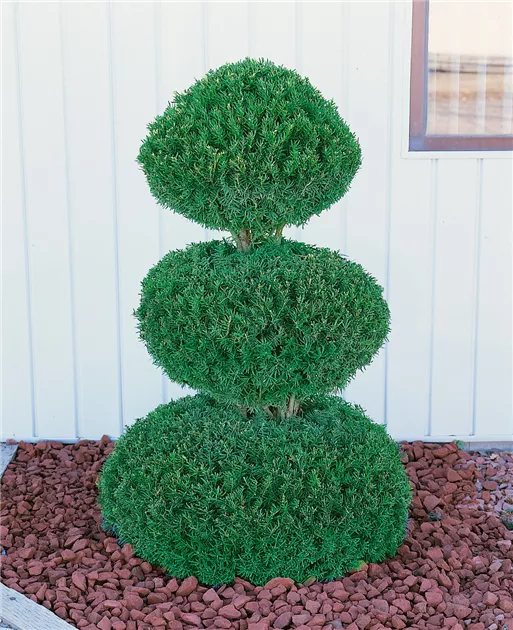 Japanische Eibe Pflanze, Pflege & Tipps  Floragard