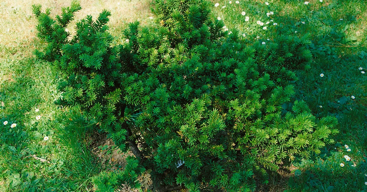 homöopathie thuja anwendungsgebiete Pflüger Thuja extern Tinktur Thuja occidentalis Urtinktur, 20 ml main image 0
